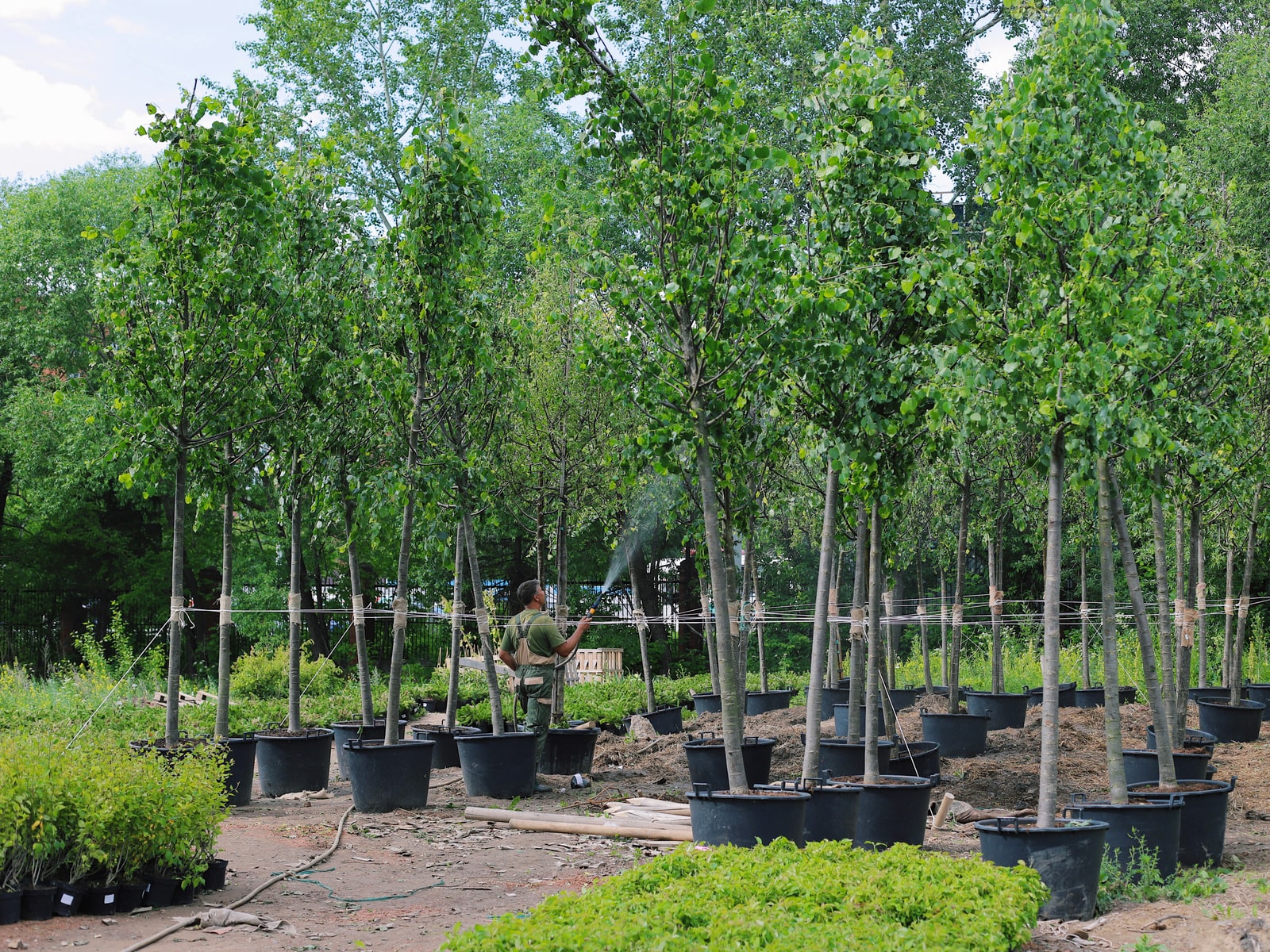 Plant nursery — ecology, species selection, and material sourcing